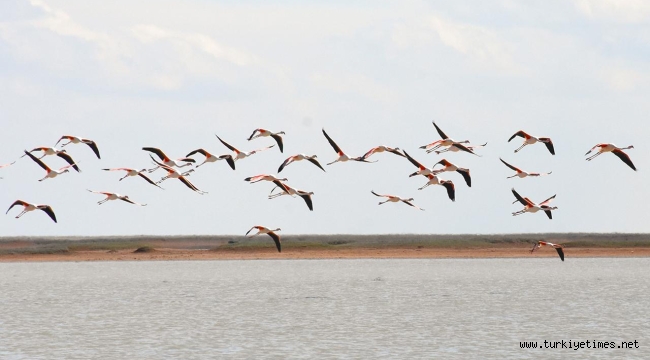 Mumbai'de uçağın çarpması sonucu onlarca flamingo öldü