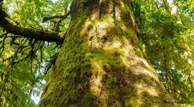 Yaşlı ormanlar birer karbon saklama kapları mı?